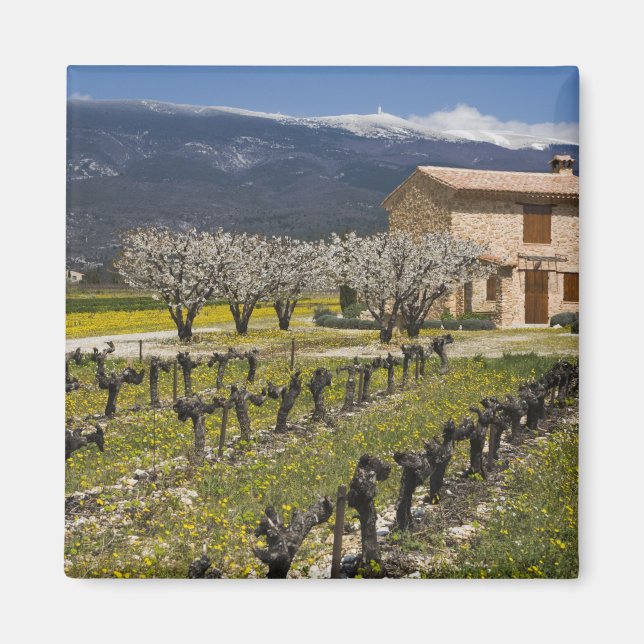 Íman Vinhedo dormente, flores de frutas, casa de pedra, (Frente)