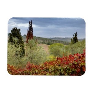 Íman Vinícola perto de Montalcino, Toscana, Itália
