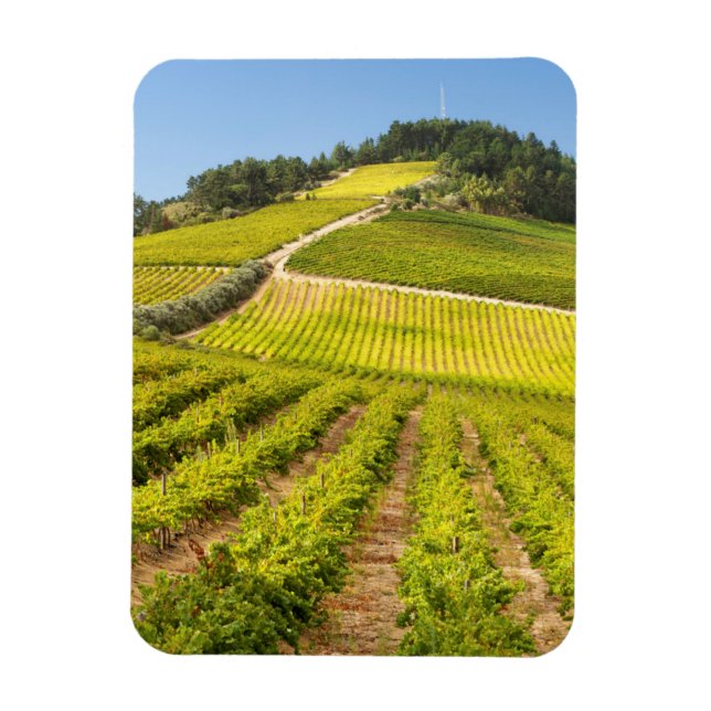 Íman Vinícola, Stellenbosch, Cabo Ocidental (Vertical)
