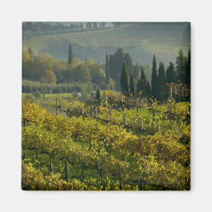 Íman Vinícola, Toscana, Itália