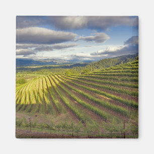 Íman Vinícola. Vale de Napa. Napa. Condado de Napa,