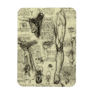 Íman Vintage Anatomia Humana Laringe Perna Leonardo da 