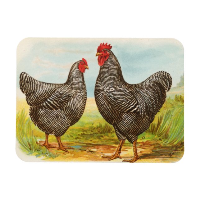 Íman Vintage Barred Plymouth Rock Chickens (Horizontal)