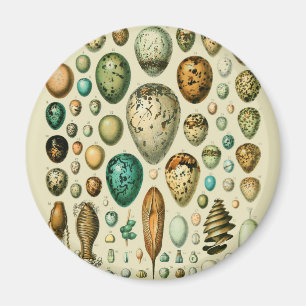 Íman Vintage Bird Eggs French Fish EgArt