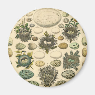 Íman Vintage Bird Nest Art Painting