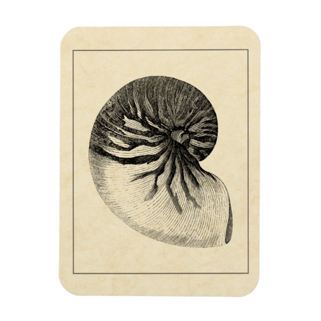 Íman Vintage Black and White Conch Shell (Vertical)