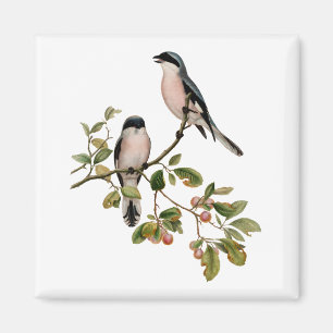 Íman Vintage Bonito Birds em uma ramificação