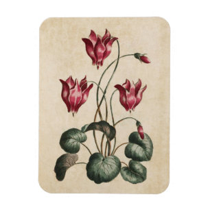 Íman Vintage Botanical Floral Cyclamen Magnet
