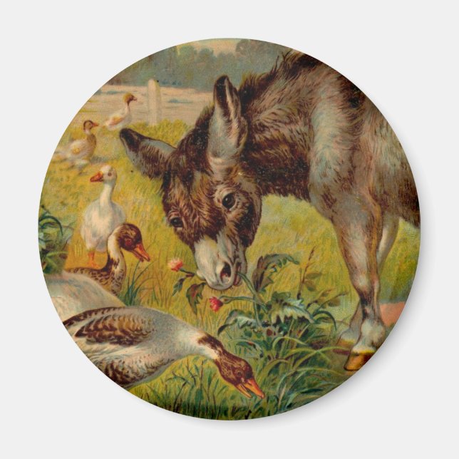 Íman Vintage Burro Com Gansos (Frente)