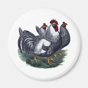 Íman Vintage Chickens