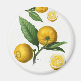 Íman Vintage Citrus