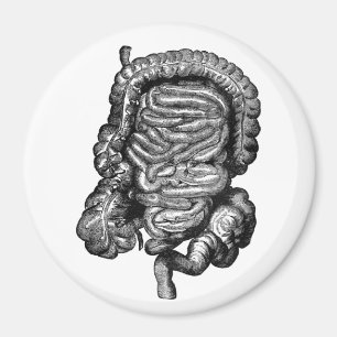 ÍMAN VINTAGE DO DIAGRAMA DOS INTESTINOS