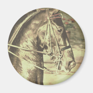 Íman Vintage do falso de Saddlebred do americano