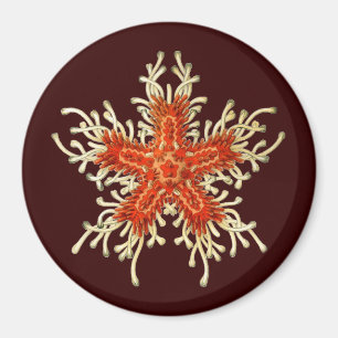 Íman Vintage Ernst Haeckel