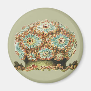 Íman Vintage Ernst Haeckel Vida Marinha Teal Laranja