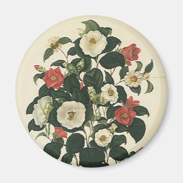 Íman Vintage Floral, Antiguamente Rosas de Jardim (Frente)