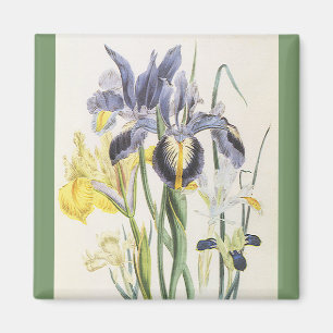 Íman Vintage Floral Botany, Garden Iris Flowers