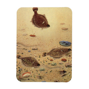 Íman Vintage Flounders, Marine Ocean Life Flat Fish