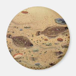 Íman Vintage Flounders, Marine Ocean Life Flat Fish