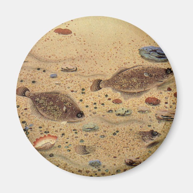 Íman Vintage Flounders, Marine Ocean Life Flat Fish (Frente)