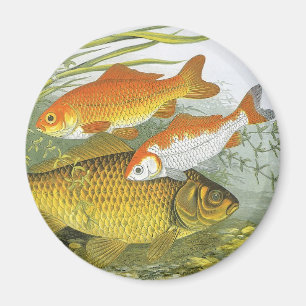 Íman Vintage Goldfish Koi Fish, Marinho Aquático Vida M