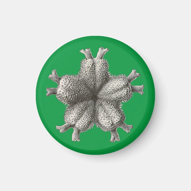 Íman Vintage Haeckel (Frente)