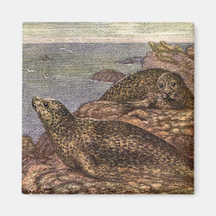 Íman Vintage Harbor Seals, Marine Life Ocean Animal