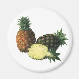 Íman Vintage Hawaiian Pineapple, Organic Comida Fruta