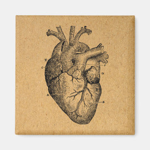 Íman Vintage Heart Diagram Illustration Vintage Art