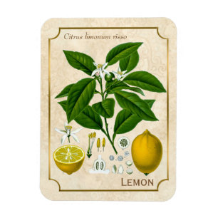 Íman Vintage Herbal Plant Lemon Fruta Botanical Art
