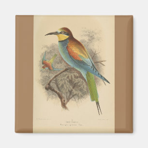 Íman Vintage - Ilustração do Bee-Eater Europeu