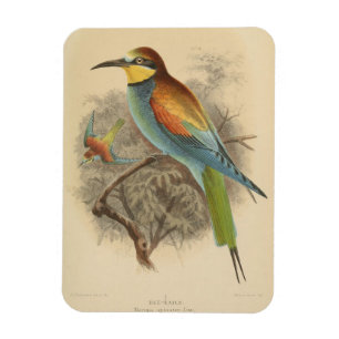 Íman Vintage - Ilustração do Bee-Eater Europeu