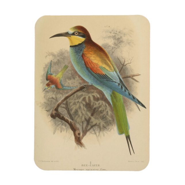 Íman Vintage - Ilustração do Bee-Eater Europeu (Vertical)