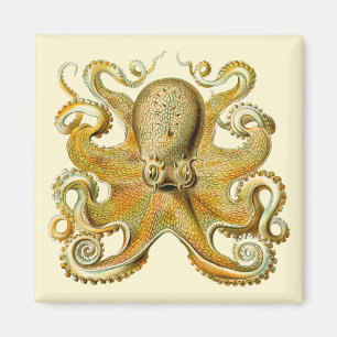 Íman Vintage Kraken, Octopus Gamochonia, Ernst Haeckel