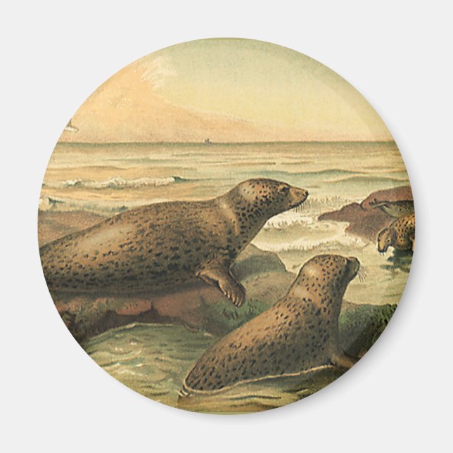 Íman Vintage Leopard Seals by Ocean, Wild Animal (Frente)