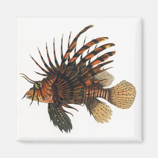 Íman Vintage Lionfish Fish, Marine Ocean Life Animal (Frente)