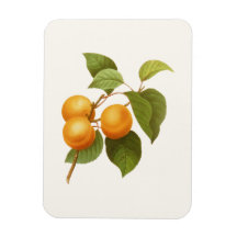 Vintage Orange Apricots Desenho De Aquarela
