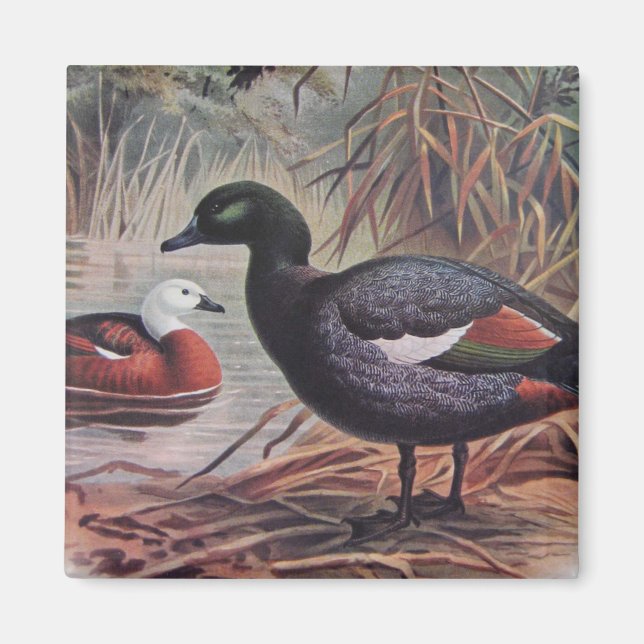 Íman Vintage Paradise Shelduck (Frente)