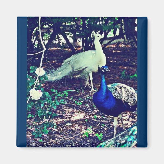 Íman Vintage Peacocks (Frente)