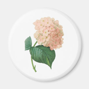 Íman Vintage Pink Hydrangea Hortensia Flower por Redout