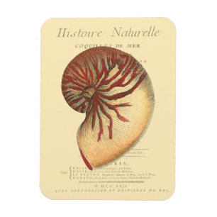 Íman Vintage Red Conch Shell