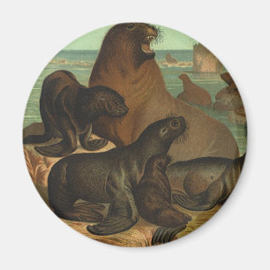 Íman Vintage Sea Lions na praia, Marine Life Animal