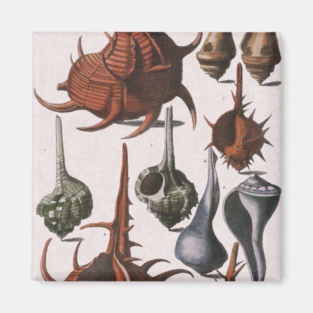 Íman Vintage Seasheles, Vida Marinha, Conchas Marítimas (Frente)