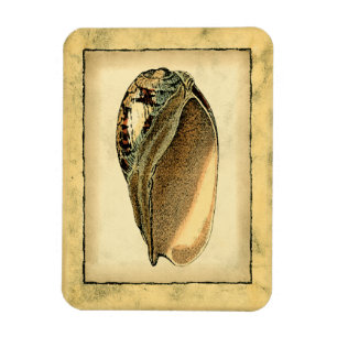 Íman Vintage Seashell Russo