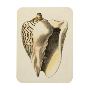 Íman Vintage Sepia Conch Shell