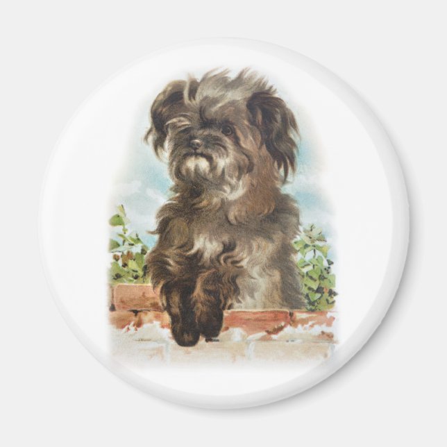 Íman vintage shaggy dog (Frente)