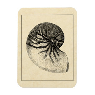 Íman Vintage - Shell de Conch Preto e Branco