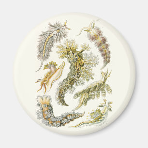 Íman Vintage Snails and Sea Slugs por Ernst Haeckel