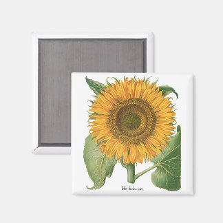 Íman Vintage Sunflower Flower by Basilius Besler