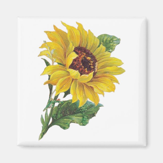 Íman Vintage Sunflower Magnets (Frente)